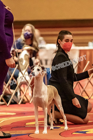 BOB Group d Dogs-5069
