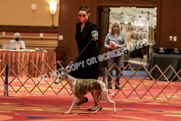 BOB Group d Dogs-5141