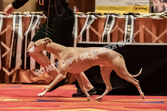 BOB Group d Dogs-5157