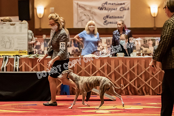 BOB Group d Dogs-5194