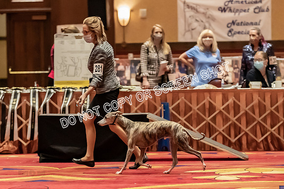 BOB Group d Dogs-5195