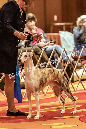 BOB Group d Dogs-5059