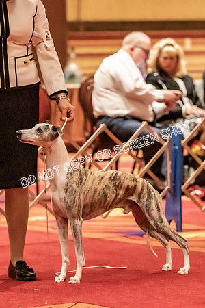 BOB Group d Dogs-5065
