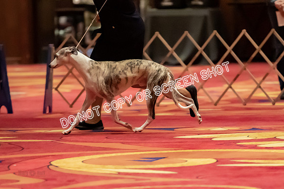 BOB Group d Dogs-5103
