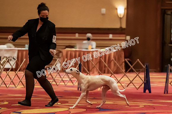 BOB Group d Dogs-5123