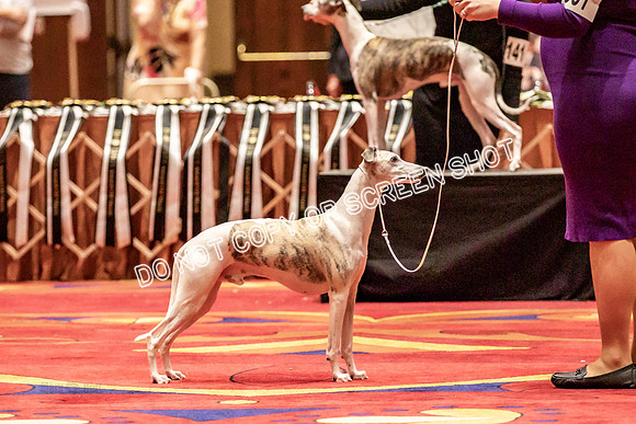 BOB Group d Dogs-5127