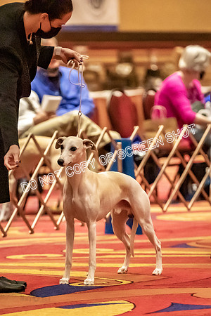 BOB Group d Dogs-5068