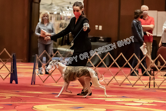 BOB Group d Dogs-5139