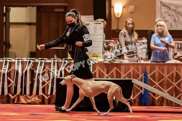 BOB Group d Dogs-5156