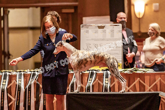 BOB Group d Dogs-5098