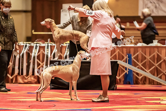 BOB Group E Dogs-5262