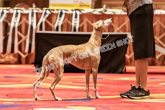 BOB Group E Dogs-5273