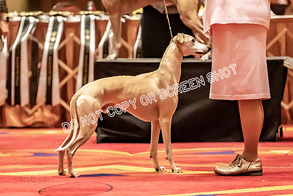BOB Group E Dogs-5264