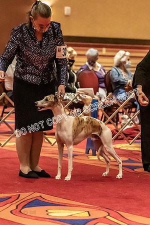 BOB Group E Dogs-5199