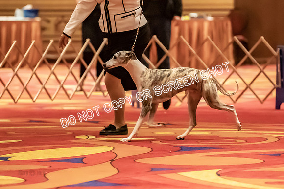 BOB Group E Dogs-5250