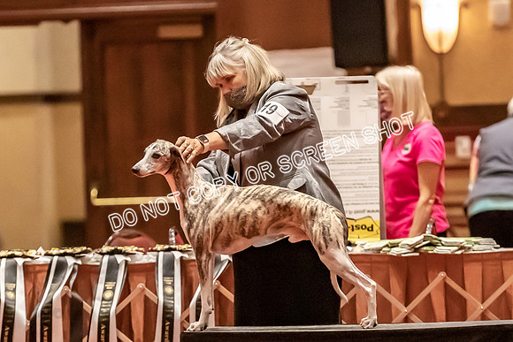 BOB Group E Dogs-5252