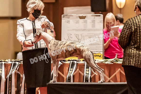 BOB Group E Dogs-5244