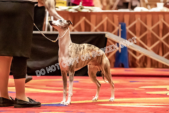 BOB Group E Dogs-5245
