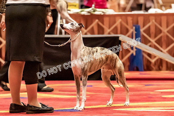 BOB Group E Dogs-5246