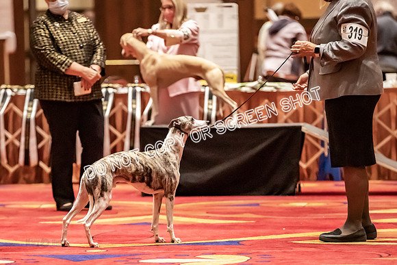 BOB Group E Dogs-5254