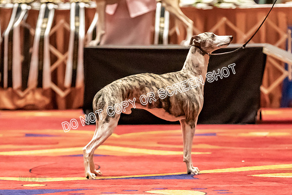 BOB Group E Dogs-5255