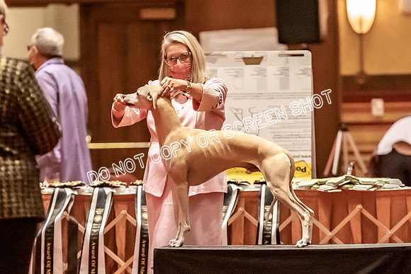 BOB Group E Dogs-5259