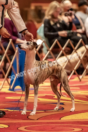 BOB Group E Dogs-5202