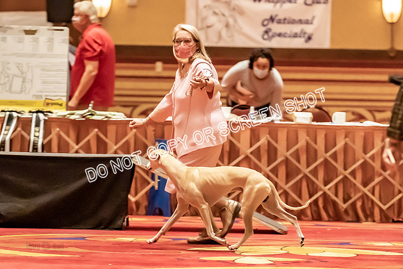 BOB Group E Dogs-5313