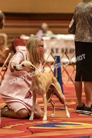 BOB Group E Dogs-5204