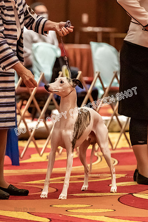 BOB Group E Dogs-5201