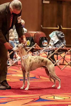 BOB Group E Dogs-5198