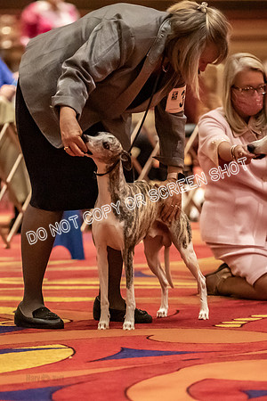 BOB Group E Dogs-5203