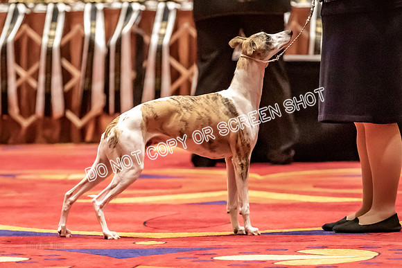 BOB Group E Dogs-5216