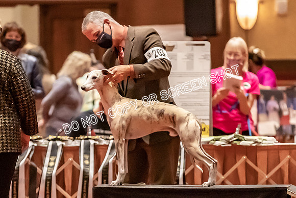 BOB Group E Dogs-5206