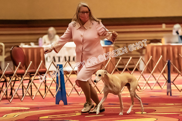 BOB Group E Dogs-5268