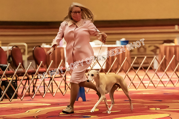 BOB Group E Dogs-5269