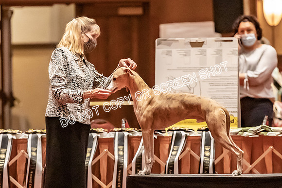 BOB Group E Dogs-5270