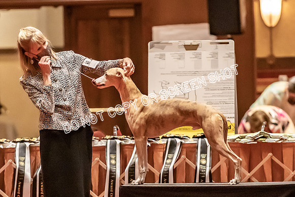 BOB Group E Dogs-5271
