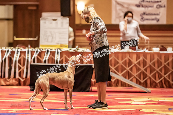 BOB Group E Dogs-5272