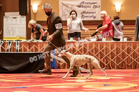 BOB Group E Dogs-5280