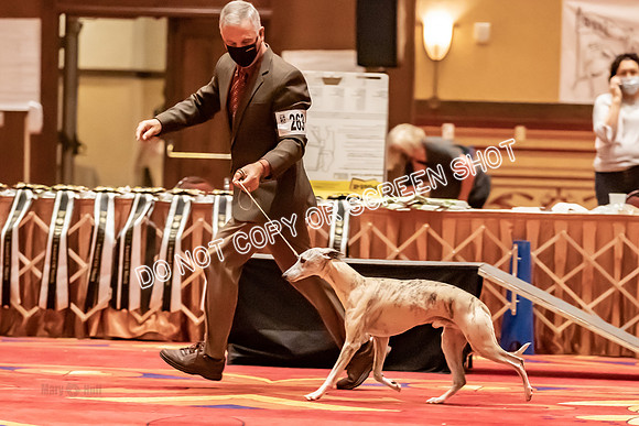 BOB Group E Dogs-5282