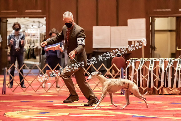 BOB Group E Dogs-5284