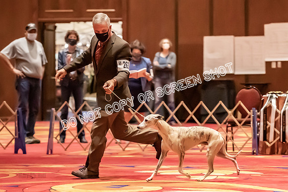 BOB Group E Dogs-5285