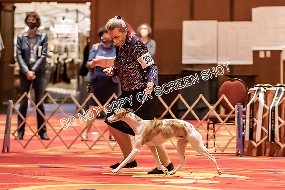 BOB Group E Dogs-5290