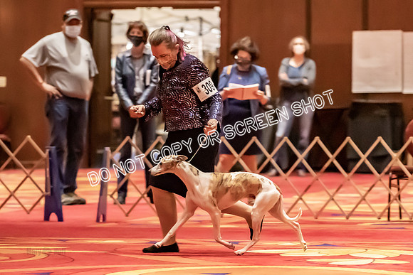 BOB Group E Dogs-5291