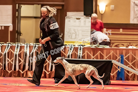 BOB Group E Dogs-5293