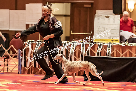 BOB Group E Dogs-5294