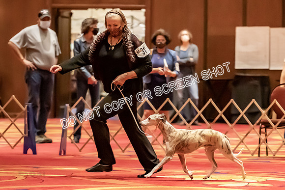 BOB Group E Dogs-5297