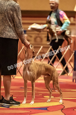 BOB Group E Dogs-5205