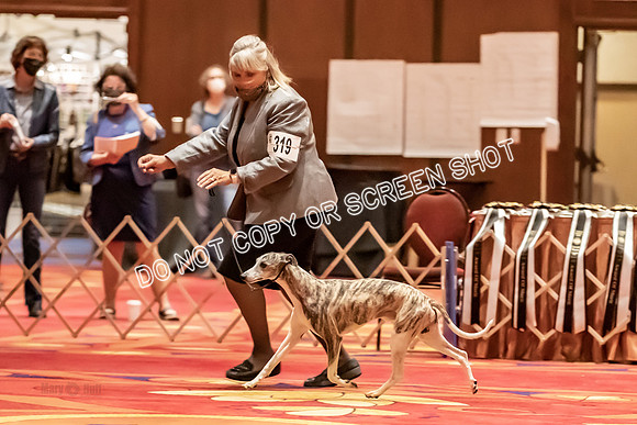BOB Group E Dogs-5311